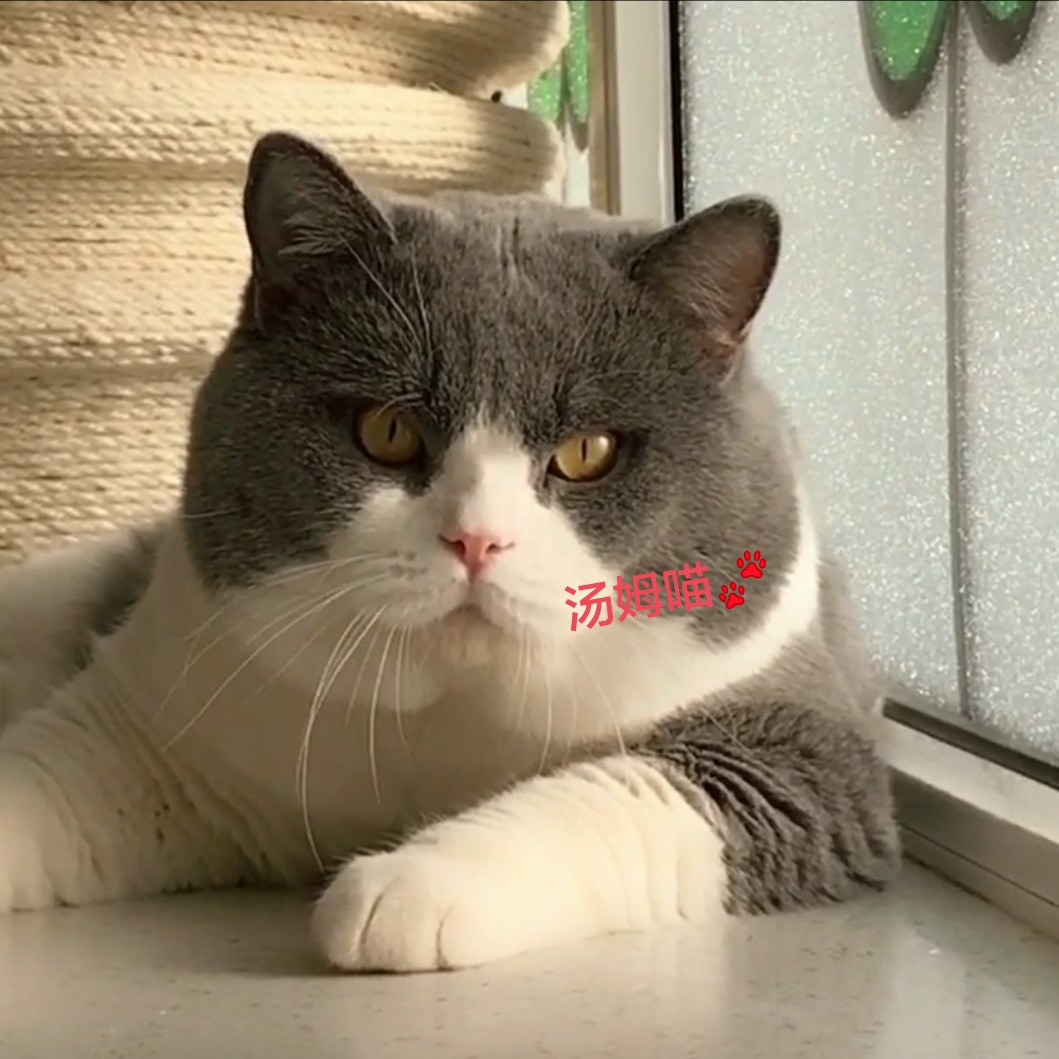 赛级蓝猫蓝白猫矮脚短腿曼基康cfa纯种澳血英国短毛猫蓝白矮脚小公母